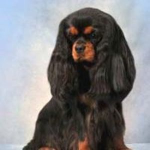 Meet your Posher, Cindi